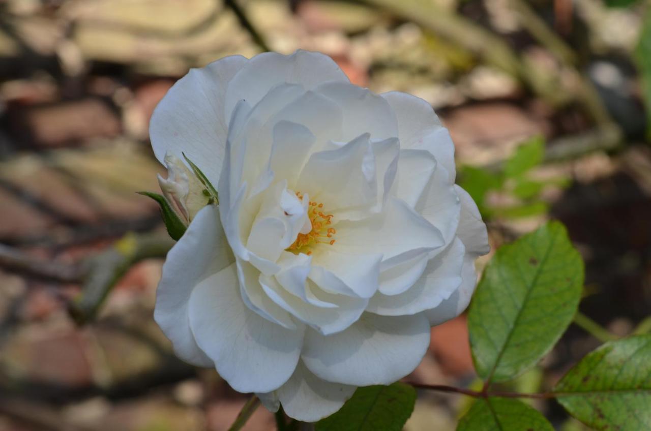 B&B La Tour Blanche Forest-Montiers 外观 照片